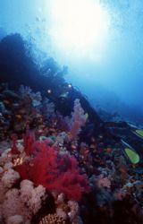 Ras Mohamed,Nikonos V 15mm Lens ,and my beuatiful wife as... by Tunc Yavuzdogan 